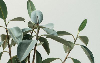 La gran mentira de la cosmética natural